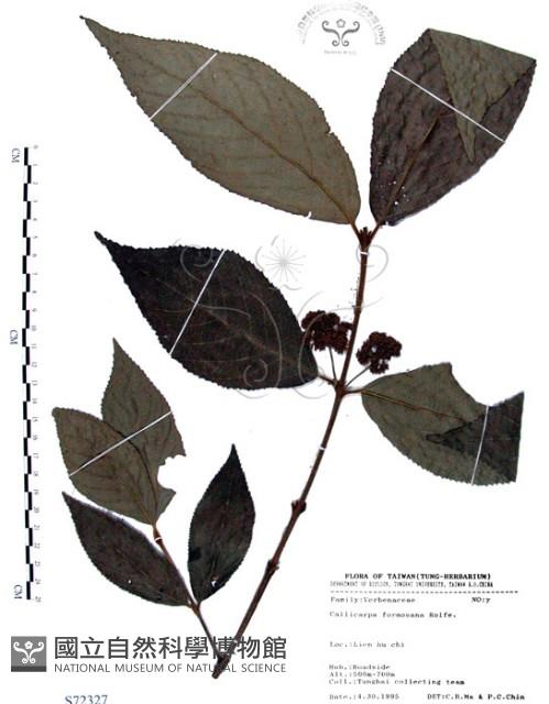 Formosan beauty-berry Collection Image