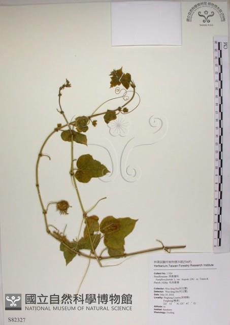 毛西番蓮藏品圖，第1張