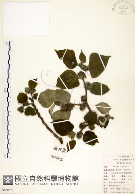 構樹藏品圖，第1張