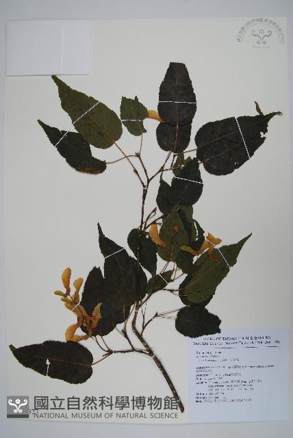 Kawakmi maple Collection Image, Figure 1, Total 2 Figures