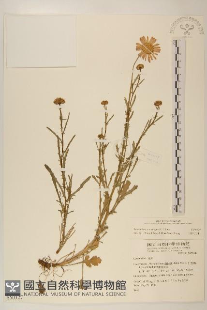 法國菊藏品圖，第1張