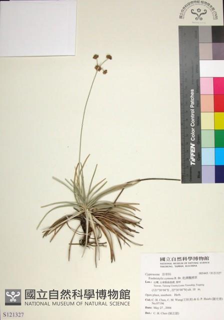 乾溝飄拂草藏品圖，第1張