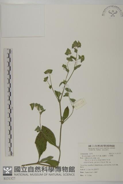 地膽草、毛蓮菜藏品圖，第1張