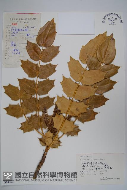 闊葉十大功勞藏品圖，第1張