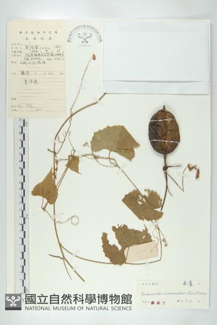 王瓜藏品圖，第1張