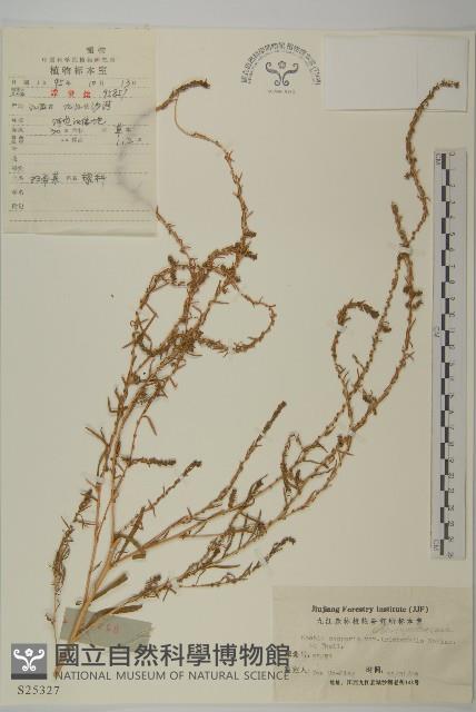 掃帚菜藏品圖，第1張