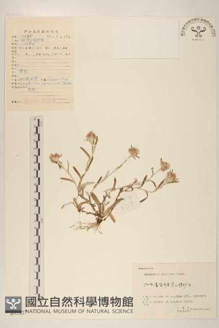 父子草、天青地白藏品圖，第1張