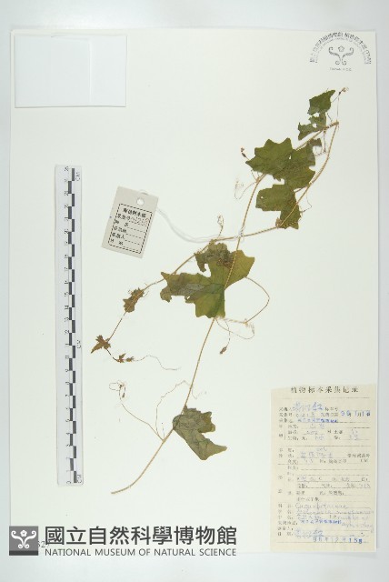 鈕子瓜藏品圖，第1張