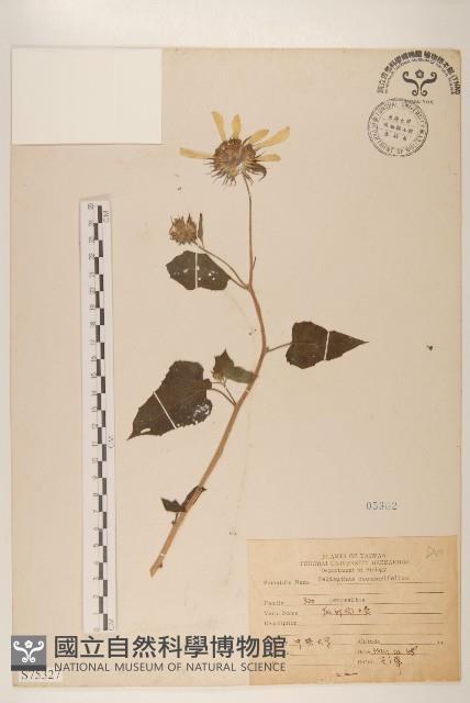 小向日葵藏品圖，第1張