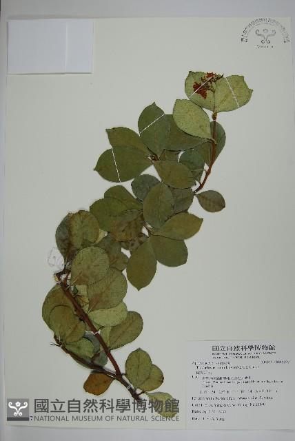 蘭嶼絡石藏品圖，第1張