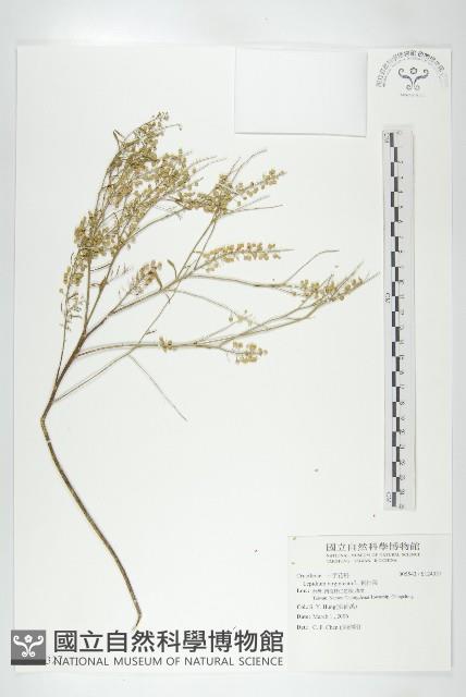 獨行菜藏品圖，第1張