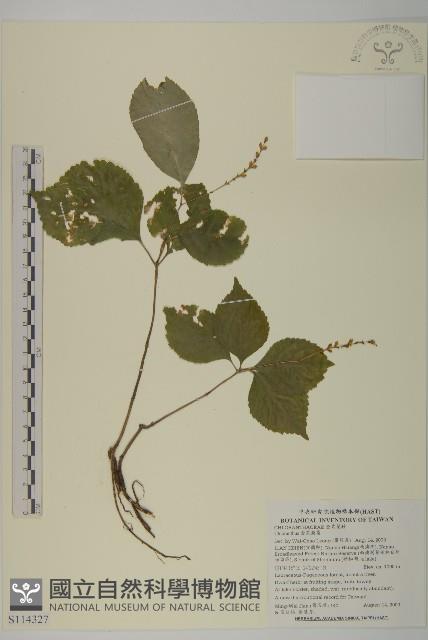 Accession Number:S114327 Collection Image, Figure 1, Total 2 Figures