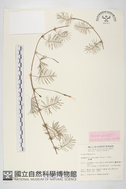 蔦蘿藏品圖，第1張