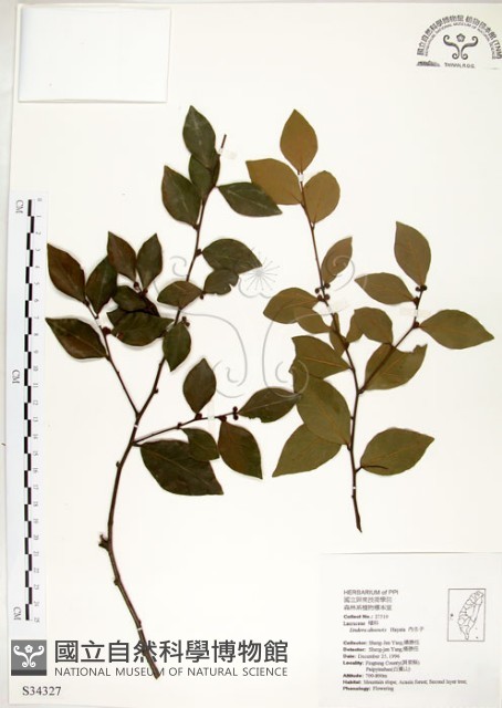 內苳子藏品圖，第1張
