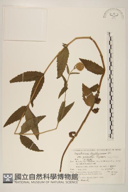 登錄號:S144327藏品圖，第1張