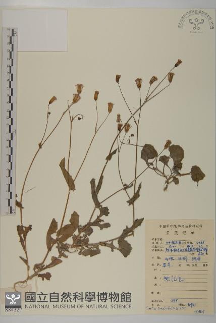 紫背草藏品圖，第1張