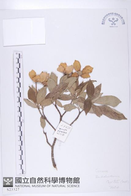 頭狀四照花藏品圖，第1張