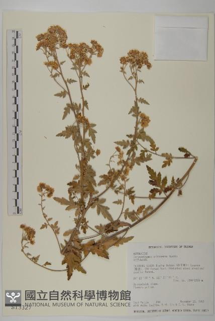 阿里山油菊藏品圖，第1張