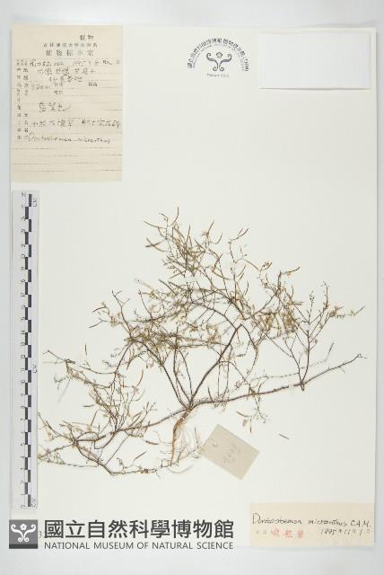 小花花旗竿藏品圖，第1張