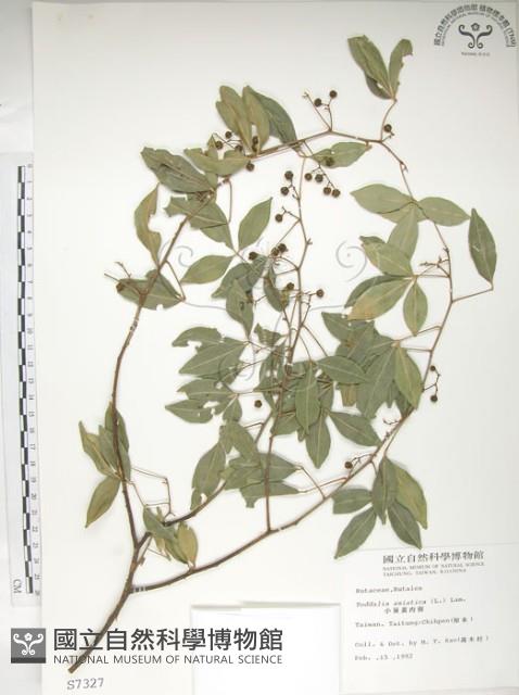 飛龍掌血藏品圖，第1張