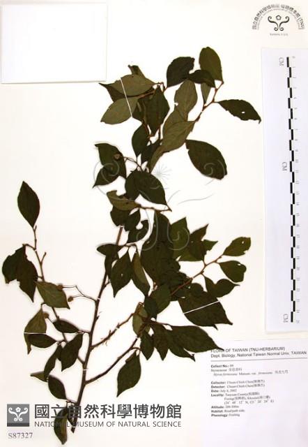 烏皮九芎、奮起湖野茉莉藏品圖，第1張