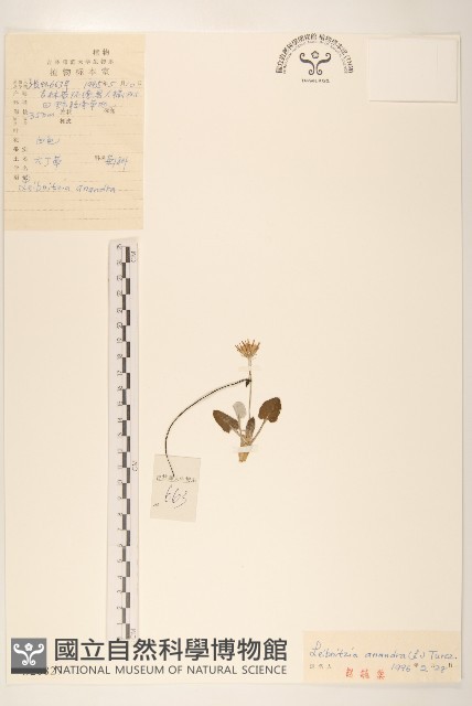 大丁草藏品圖，第1張