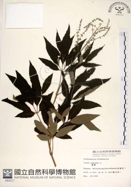 黃荊藏品圖，第1張