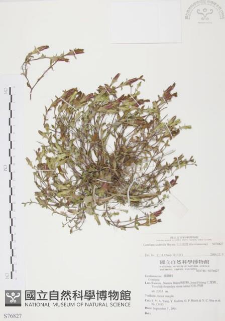 玉山龍膽藏品圖，第1張