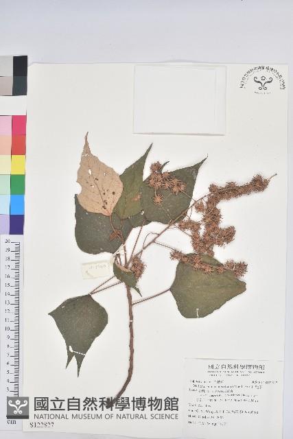 白匏子藏品圖，第1張