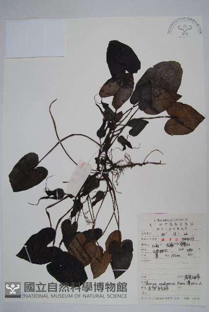 薄葉細辛、尾花細辛藏品圖，第1張