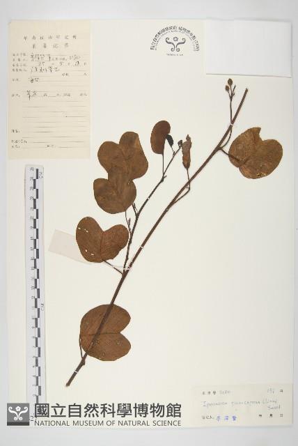 登錄號:S032827藏品圖，第1張