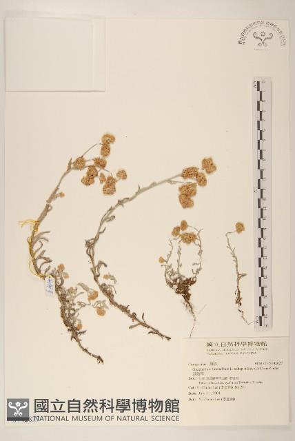 鼠麴草藏品圖，第1張