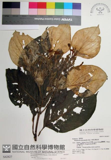 大葉玉葉金花藏品圖，第1張