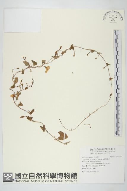 野牽牛藏品圖，第1張