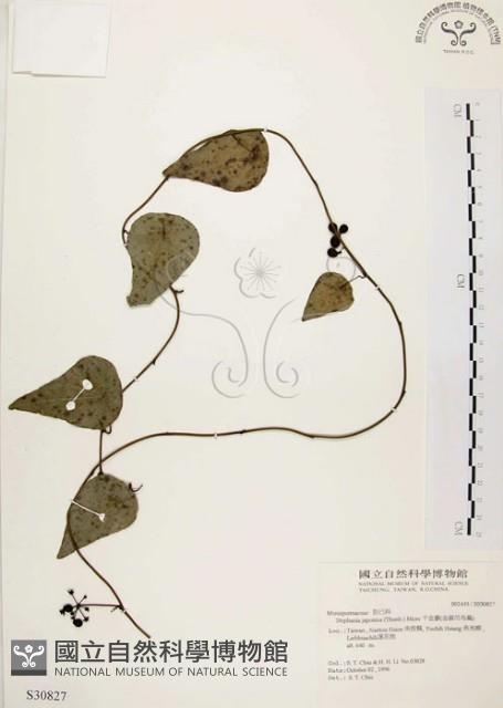 千金藤、金線吊烏龜藏品圖，第1張