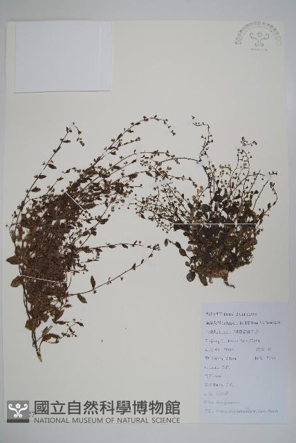 附地菜藏品圖，第1張