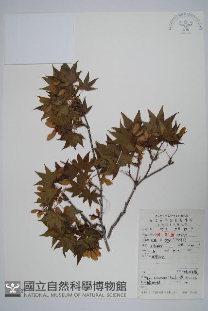 雞爪槭藏品圖，第1張
