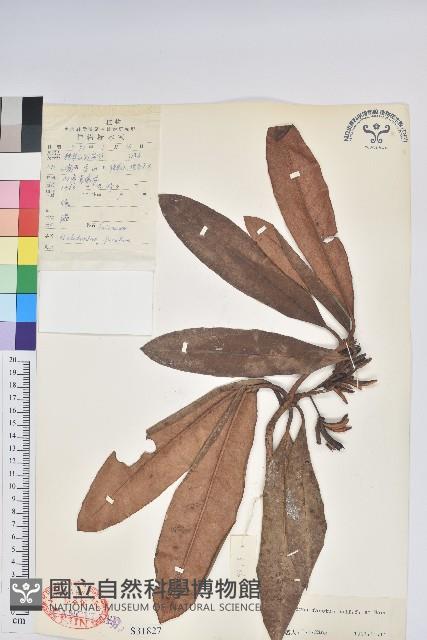 錦毛房杜鵑藏品圖，第1張