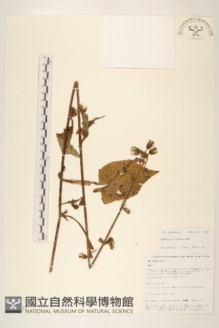 短裂苦苣菜藏品圖，第1張