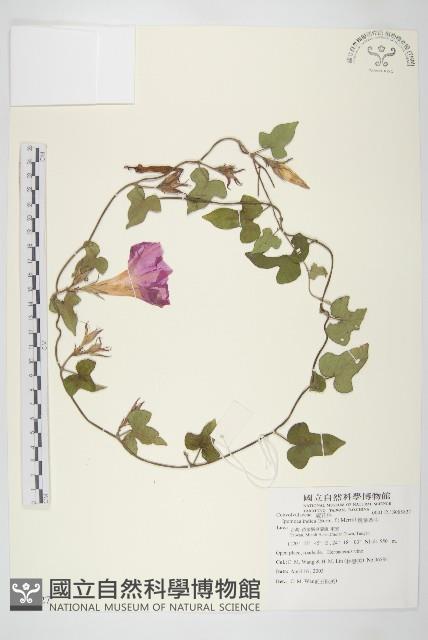 銳葉牽牛藏品圖，第1張