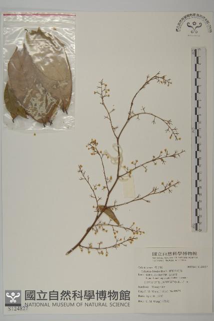 南華南蛇藤，青江藤藏品圖，第1張