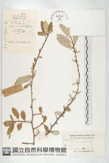 小葉胡頹子藏品圖，第1張