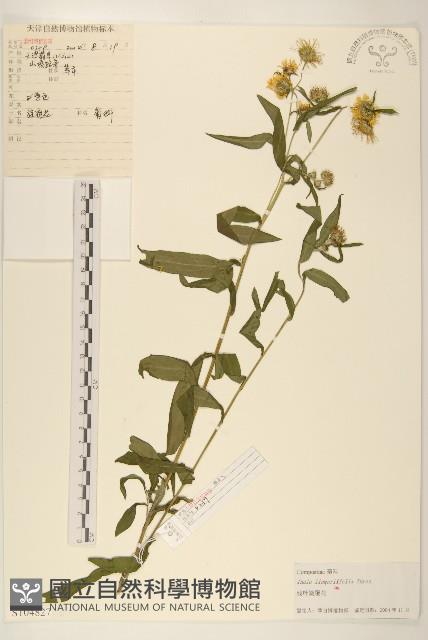 線葉旋覆花藏品圖，第1張