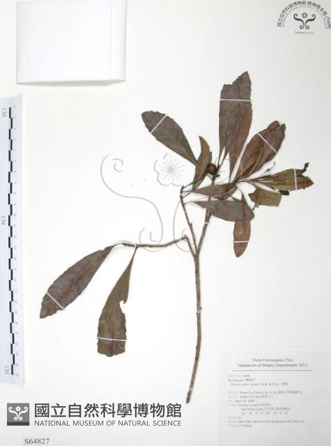 楊梅藏品圖，第1張