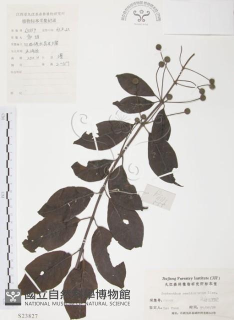 風箱樹藏品圖，第1張