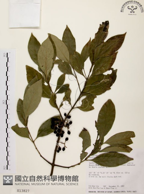 茜草樹藏品圖，第1張