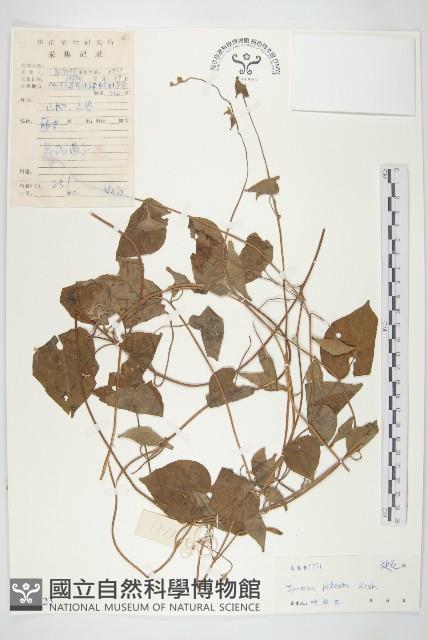 毛麝香藏品圖，第1張