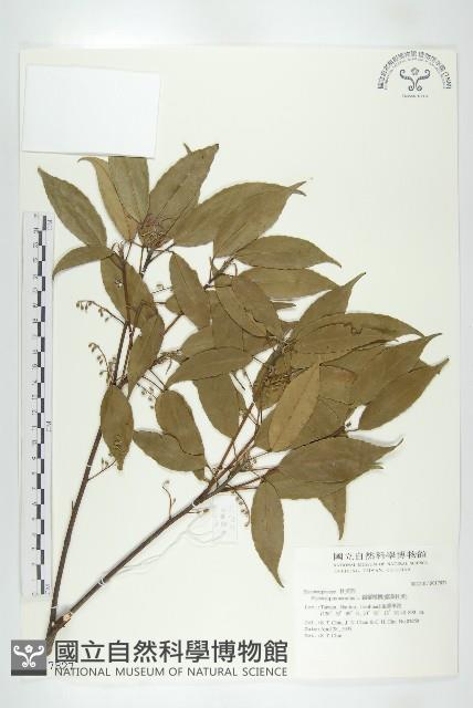 錫蘭橄欖、鋸葉杜英藏品圖，第1張