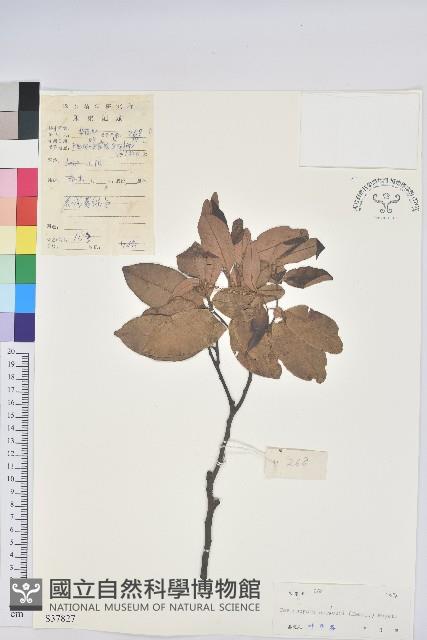 長尾栲、長尾柯、長尾尖葉櫧藏品圖，第1張