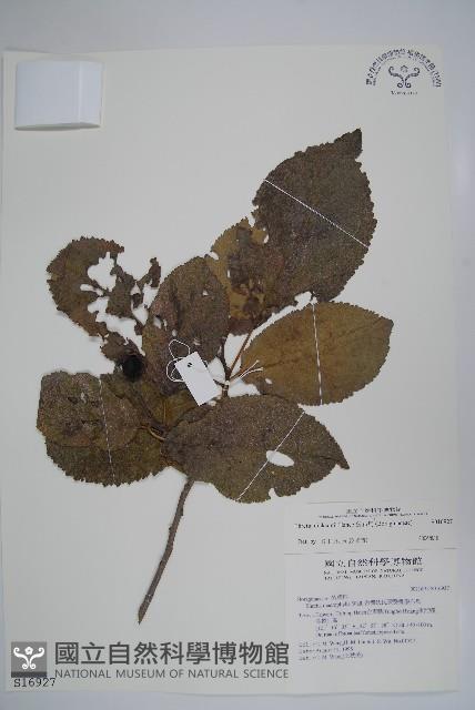 破布烏藏品圖，第1張